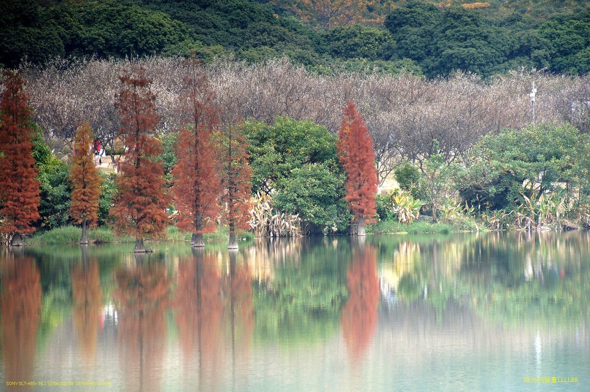 水景----10P (罗岗香雪公园)