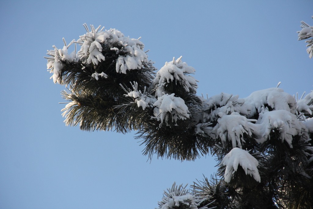 南湖冰雪----2018-1-6