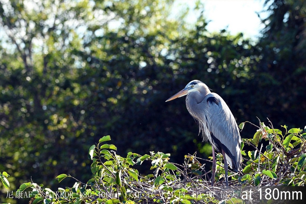 尼康正式发布180-400mm f/4E X1.4内置增倍和与佳能的镜头对比MTF曲线以及官方20张样片