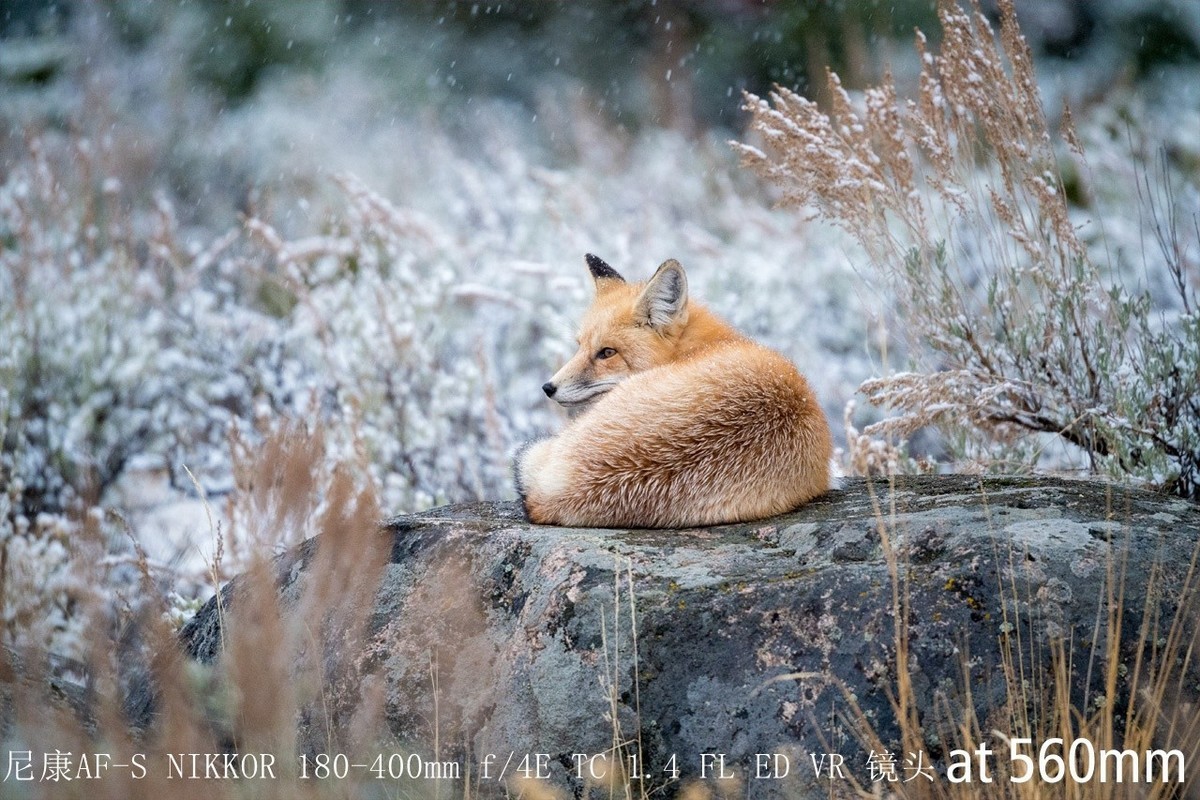 尼康正式发布180-400mm f/4E X1.4内置增倍和与佳能的镜头对比MTF曲线以及官方20张样片