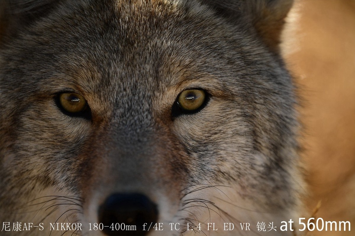 尼康正式发布180-400mm f/4E X1.4内置增倍和与佳能的镜头对比MTF曲线以及官方20张样片