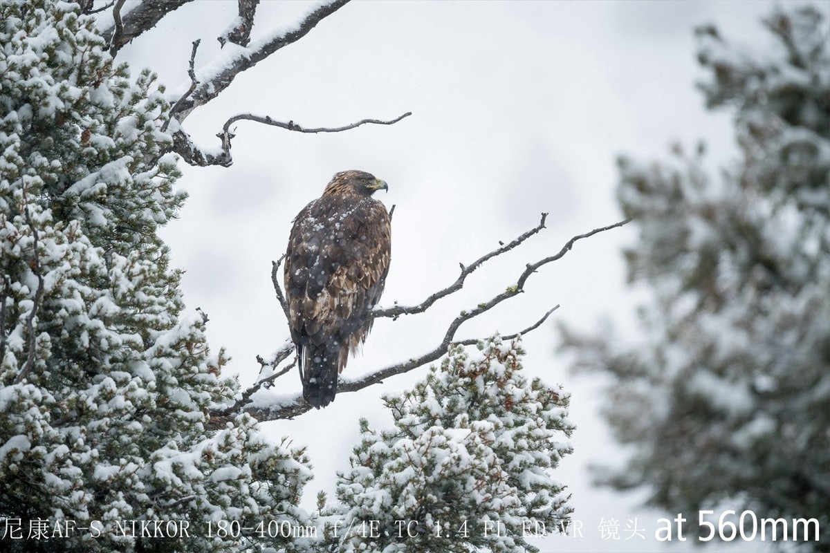 尼康正式发布180-400mm f/4E X1.4内置增倍和与佳能的镜头对比MTF曲线以及官方20张样片