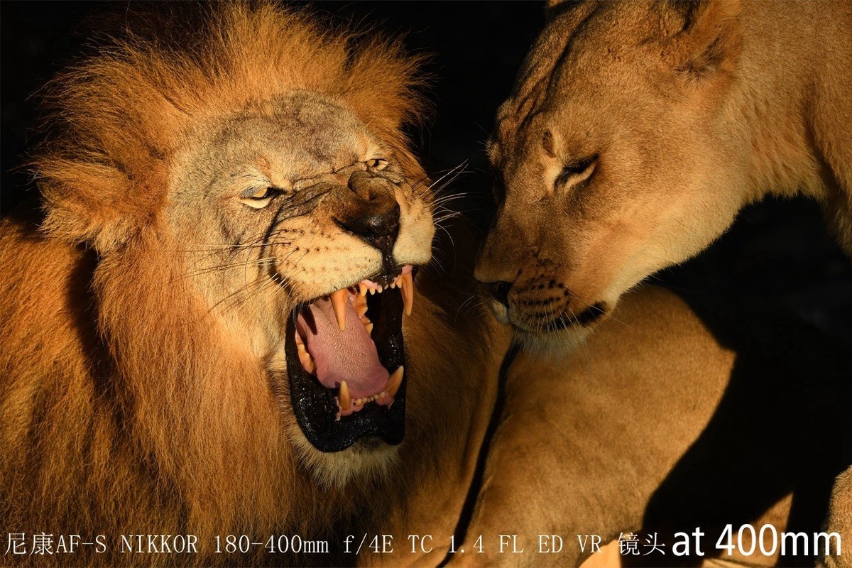 尼康正式发布180-400mm f/4E X1.4内置增倍和与佳能的镜头对比MTF曲线以及官方20张样片