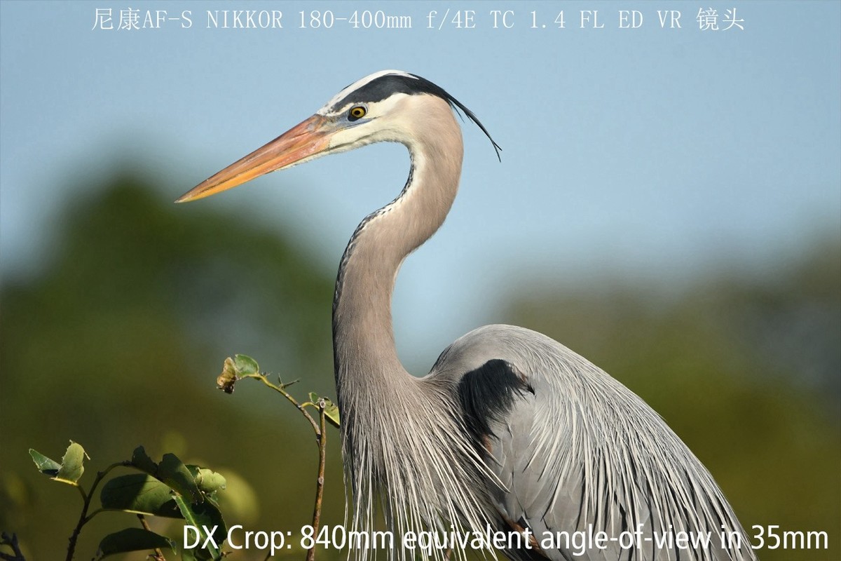 尼康正式发布180-400mm f/4E X1.4内置增倍和与佳能的镜头对比MTF曲线以及官方20张样片