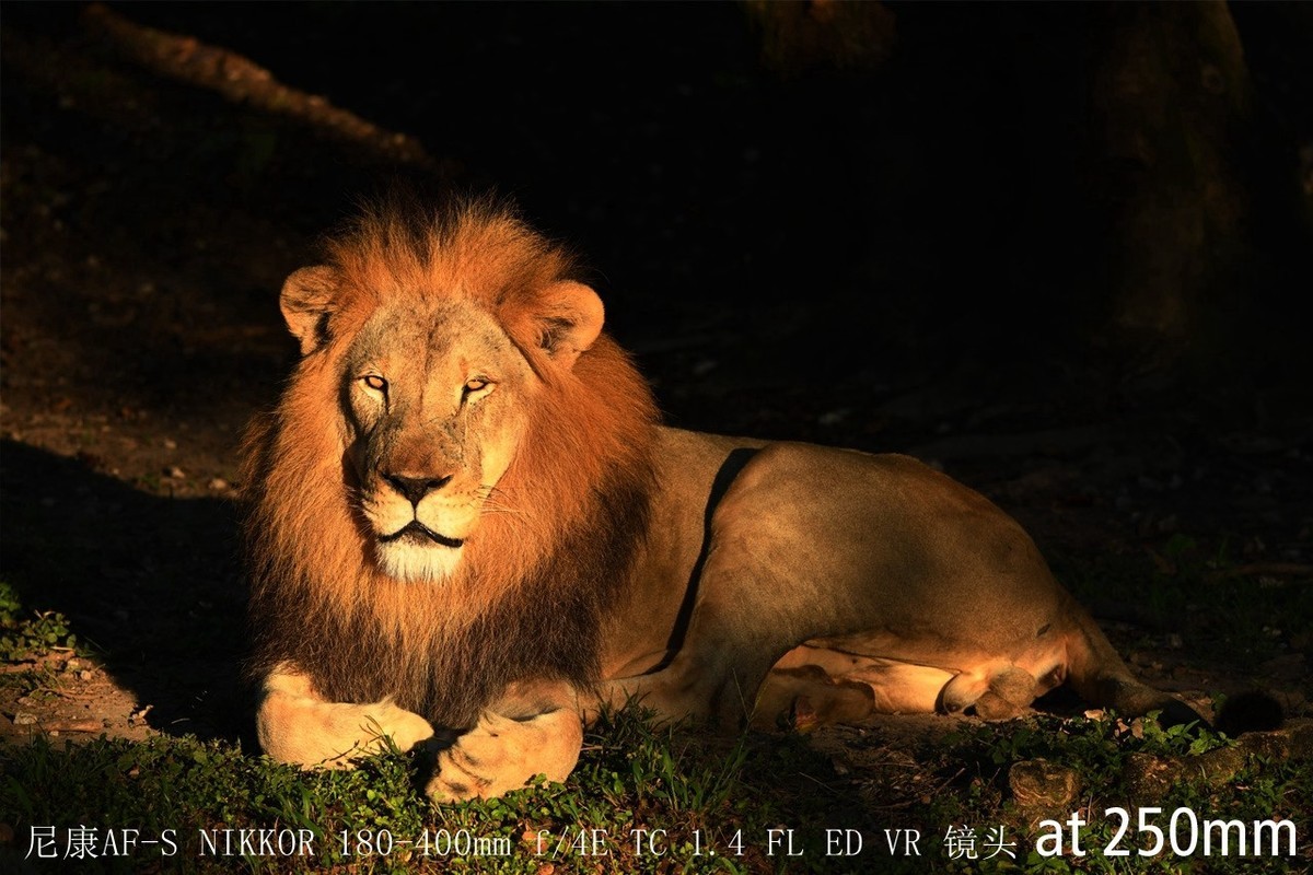 尼康正式发布180-400mm f/4E X1.4内置增倍和与佳能的镜头对比MTF曲线以及官方20张样片