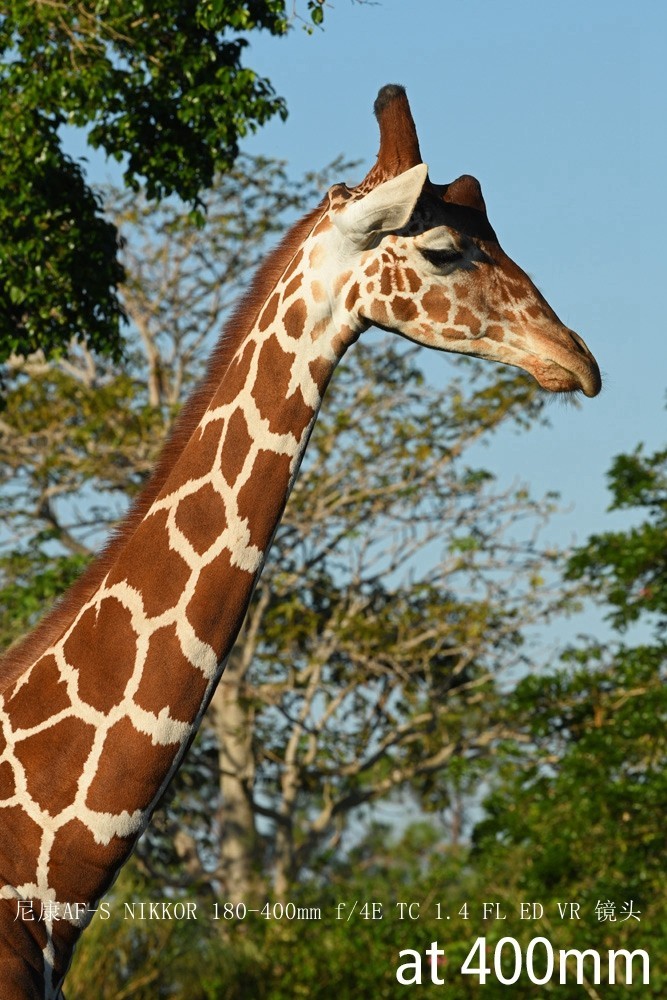 尼康正式发布180-400mm f/4E X1.4内置增倍和与佳能的镜头对比MTF曲线以及官方20张样片