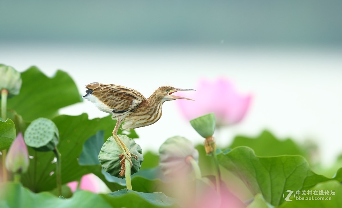 荷塘小鸟——黄苇鹣