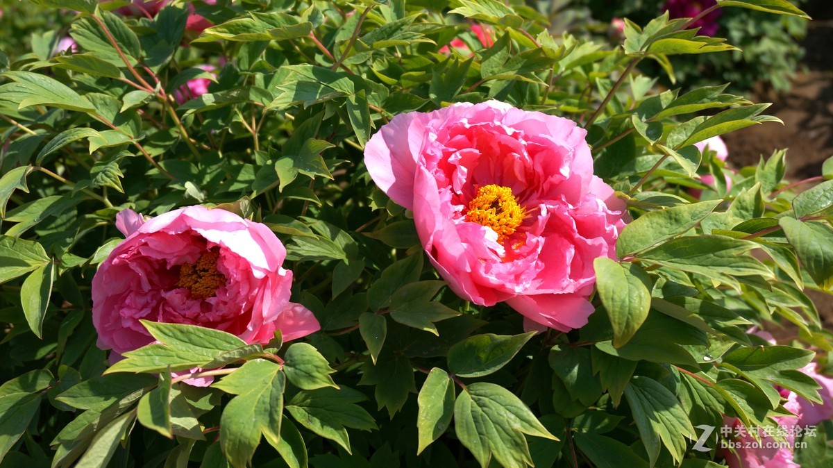 编发几张早期的牡丹,以飨好友