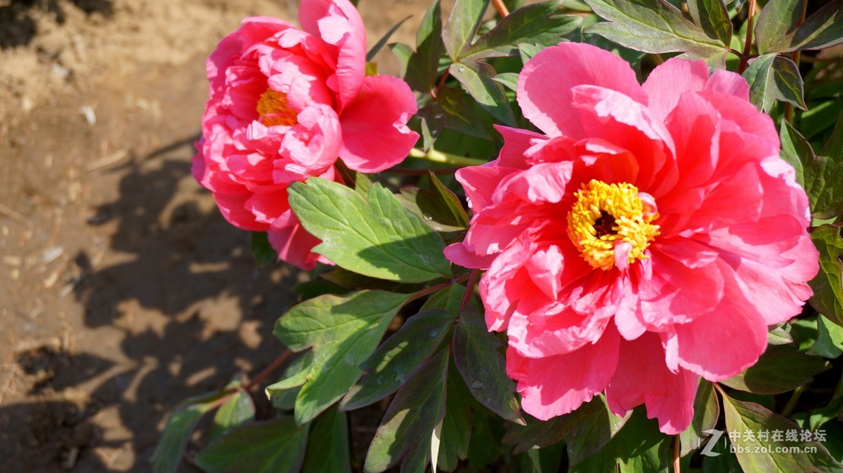 编发几张早期的牡丹,以飨好友