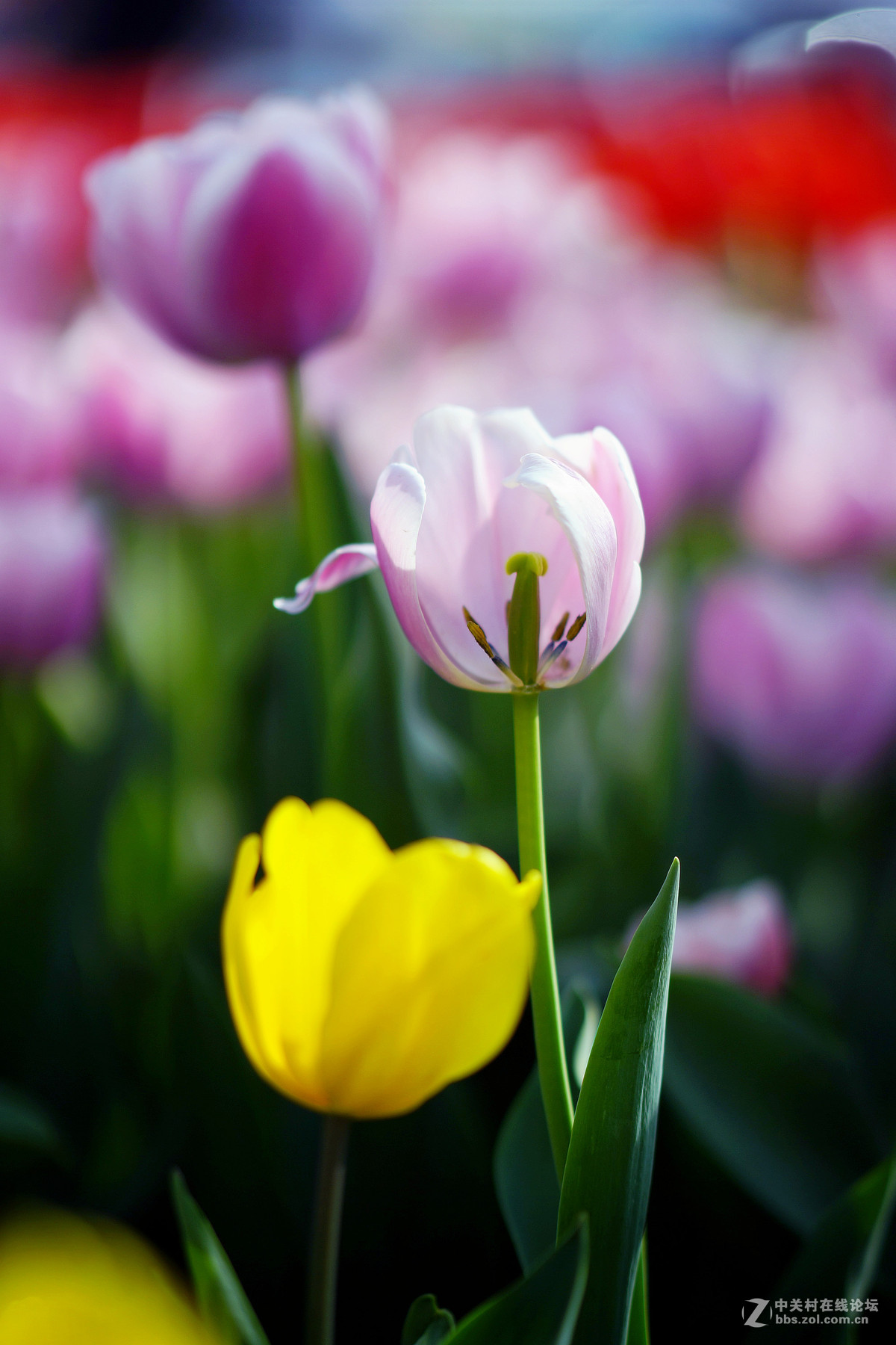 你是人间四月花