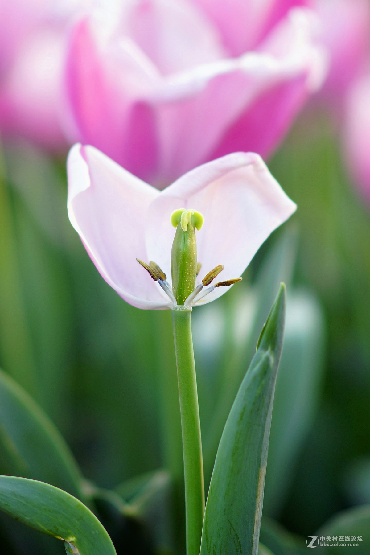 你是人间四月花