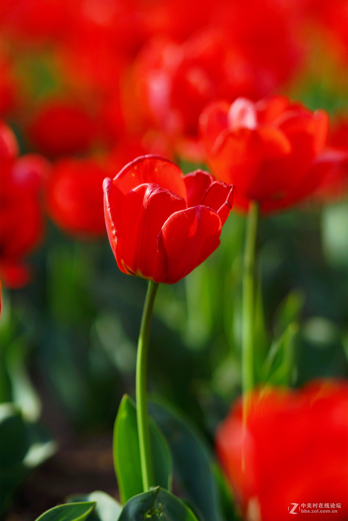 你是人间四月花