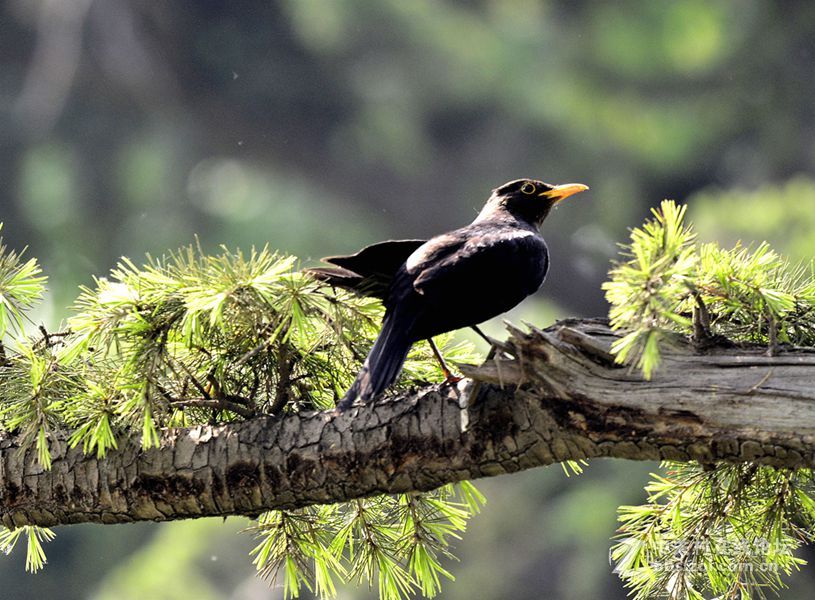 乌鸫-中关村在线摄影论坛