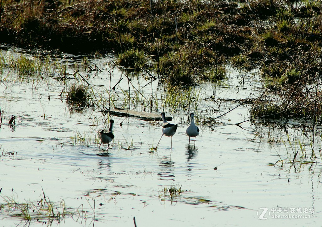 李合湿地学拍水鸟