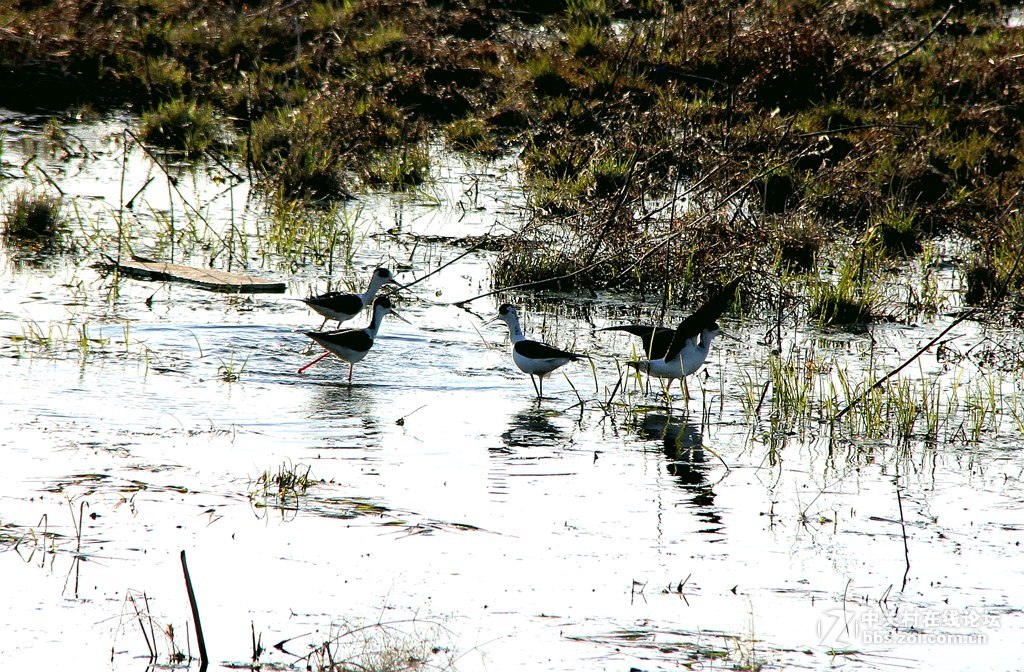 李合湿地学拍水鸟