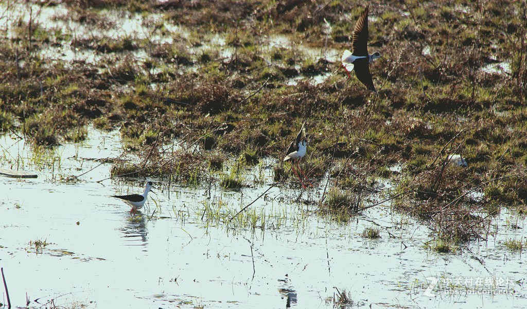 李合湿地学拍水鸟