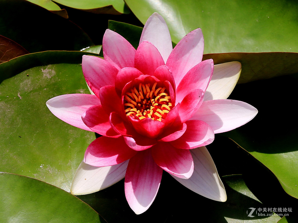 #佳能月赛-人与自然# 水中花仙子——睡莲