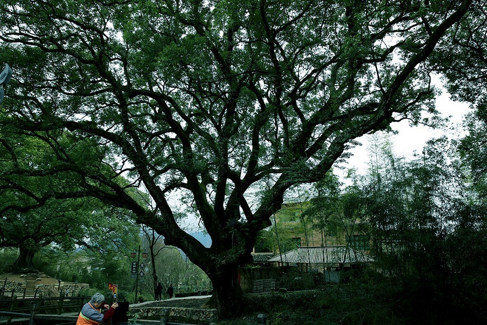 青山丽水间的古堰画乡