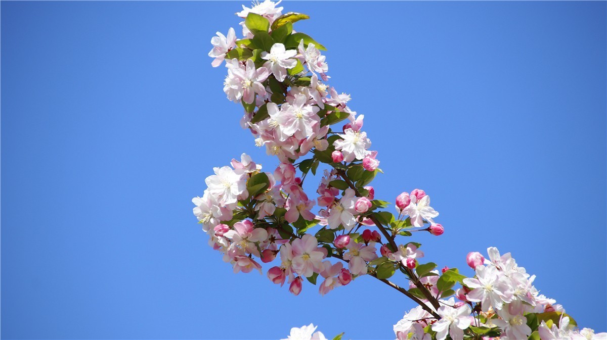 啊~~~啊~~~啊！牡丹~~百花丛中最鲜艳！！！