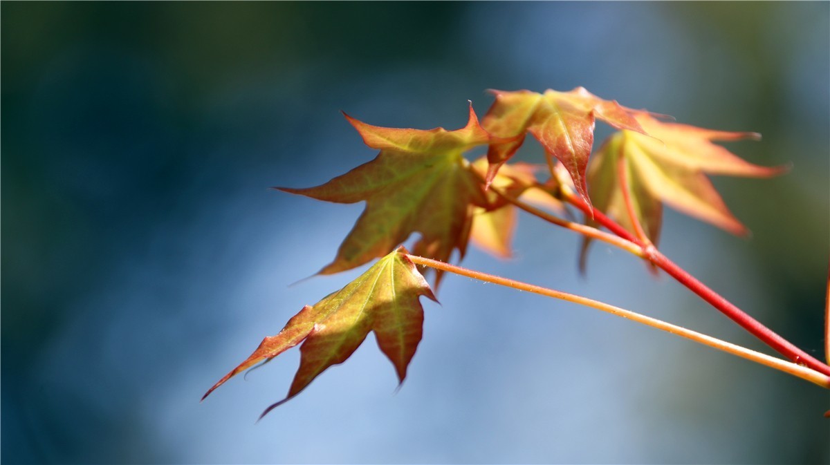 啊~~~啊~~~啊！牡丹~~百花丛中最鲜艳！！！
