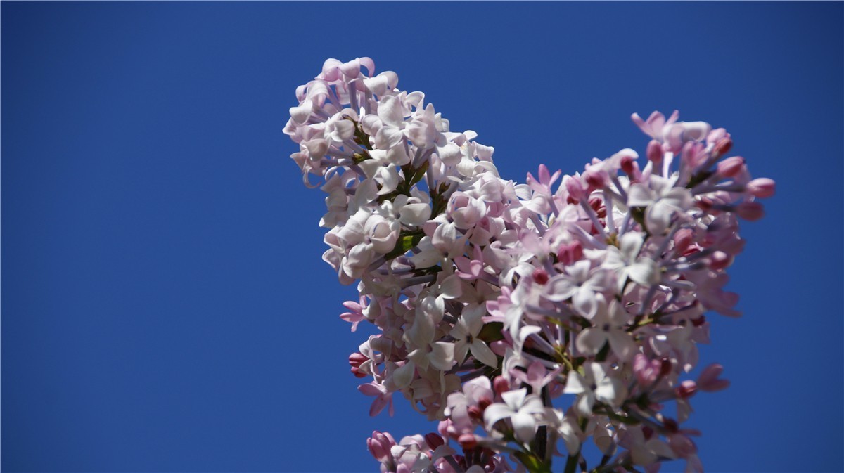 啊~~~啊~~~啊！牡丹~~百花丛中最鲜艳！！！