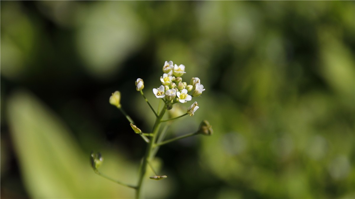 啊~~~啊~~~啊！牡丹~~百花丛中最鲜艳！！！