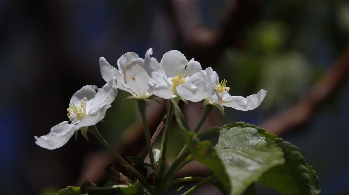 啊~~~啊~~~啊！牡丹~~百花丛中最鲜艳！！！