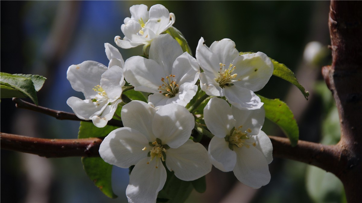 啊~~~啊~~~啊！牡丹~~百花丛中最鲜艳！！！