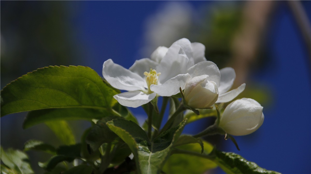 啊~~~啊~~~啊！牡丹~~百花丛中最鲜艳！！！