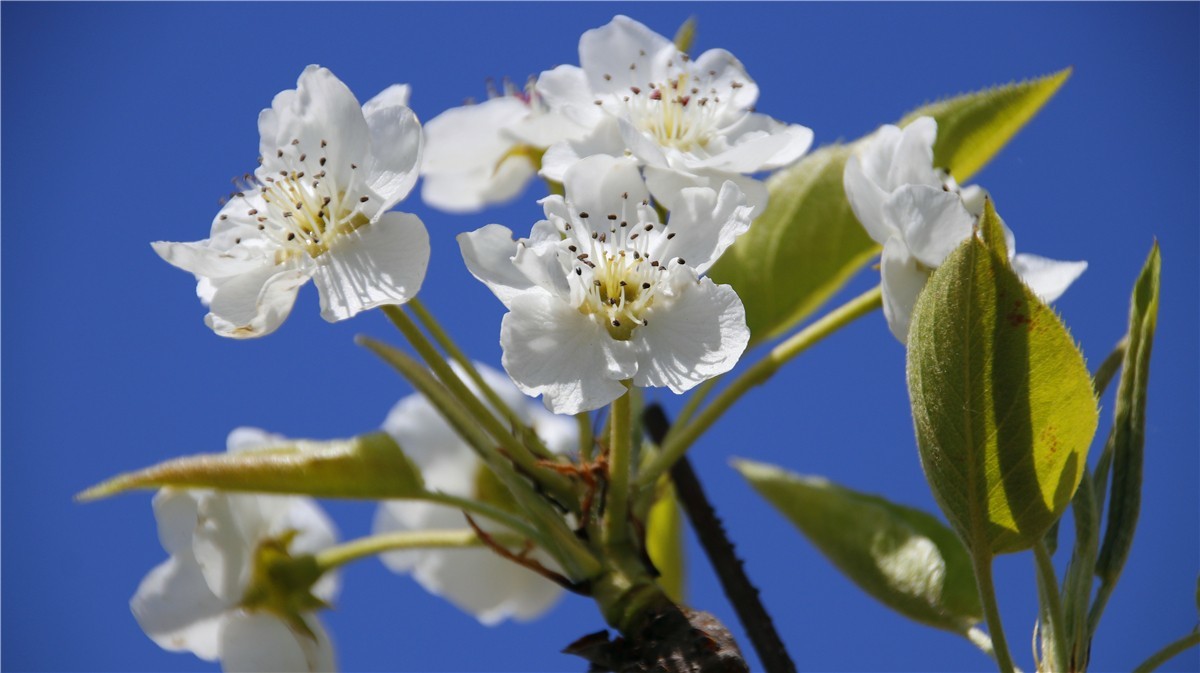啊~~~啊~~~啊！牡丹~~百花丛中最鲜艳！！！