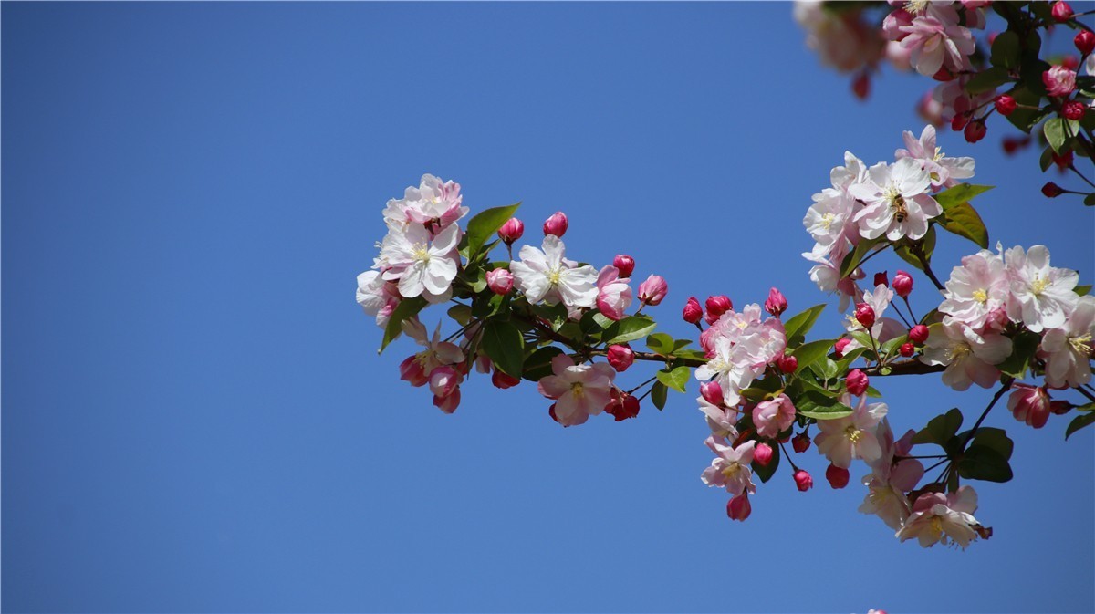 啊~~~啊~~~啊！牡丹~~百花丛中最鲜艳！！！