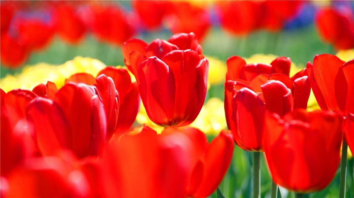 啊~~~啊~~~啊！牡丹~~百花丛中最鲜艳！！！