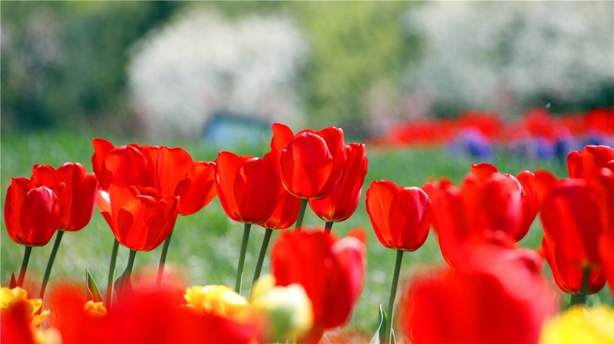 啊~~~啊~~~啊！牡丹~~百花丛中最鲜艳！！！