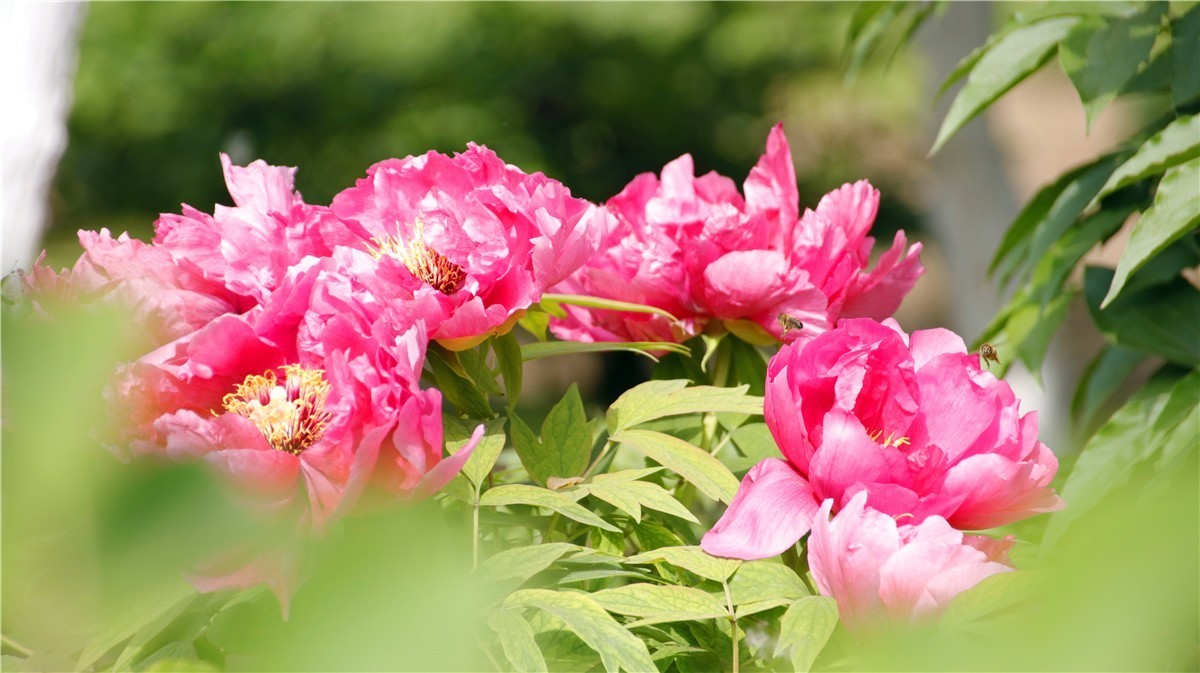 啊~~~啊~~~啊！牡丹~~百花丛中最鲜艳！！！