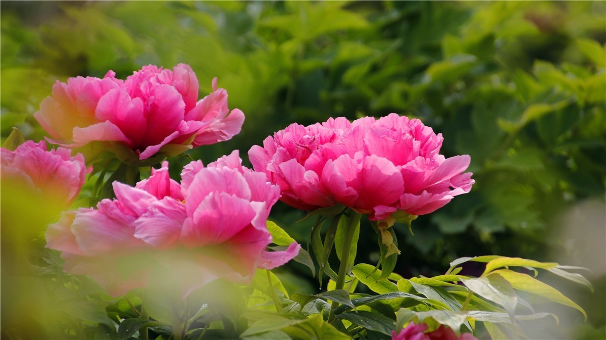 啊~~~啊~~~啊！牡丹~~百花丛中最鲜艳！！！