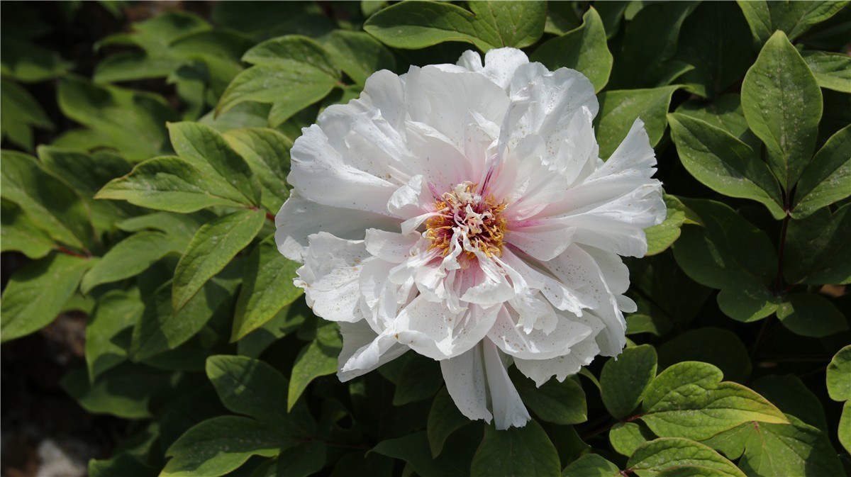 啊~~~啊~~~啊！牡丹~~百花丛中最鲜艳！！！