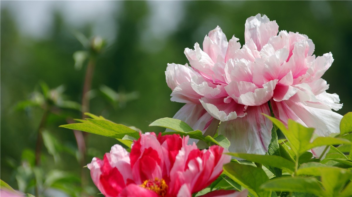 啊~~~啊~~~啊！牡丹~~百花丛中最鲜艳！！！