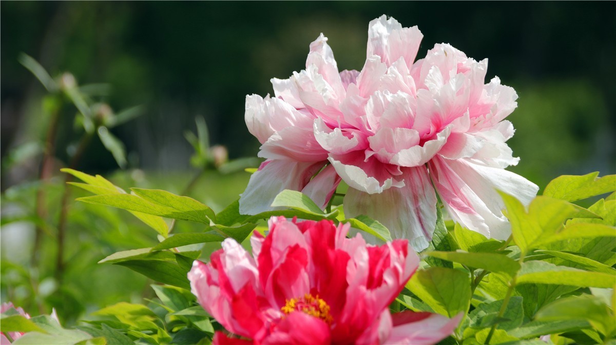 啊~~~啊~~~啊！牡丹~~百花丛中最鲜艳！！！