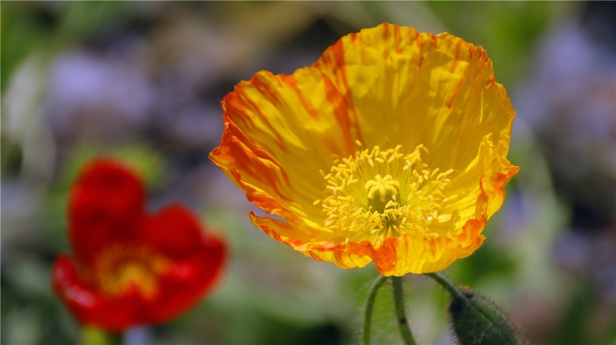 啊~~~啊~~~啊！牡丹~~百花丛中最鲜艳！！！