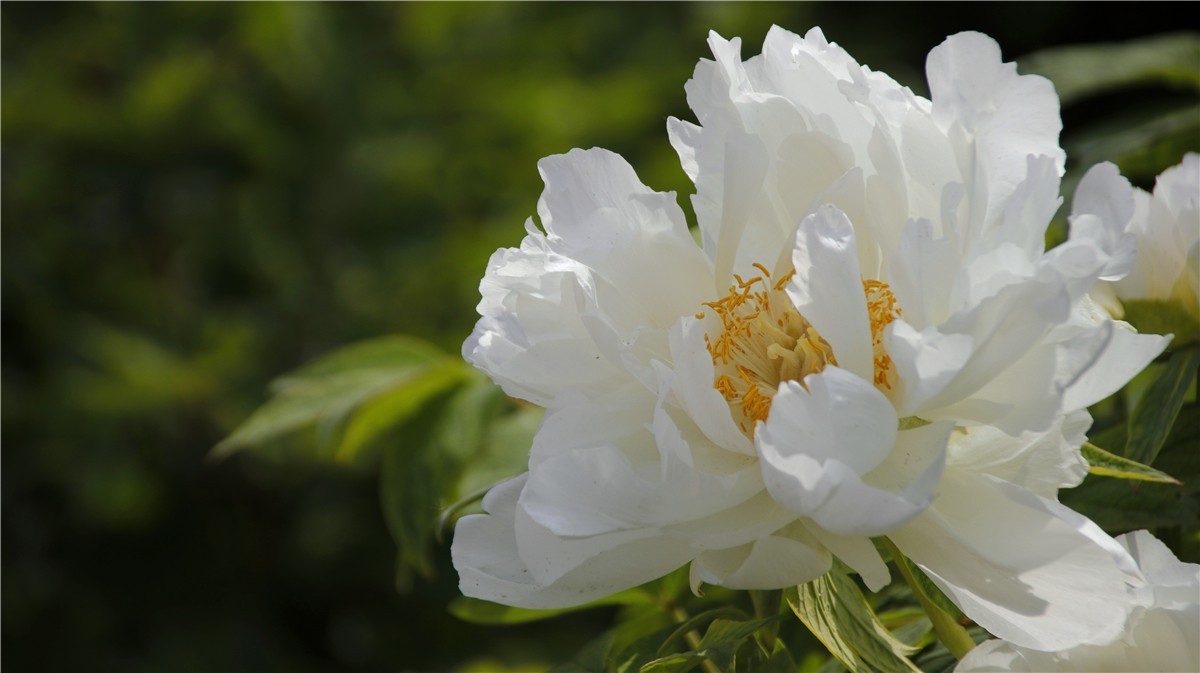啊~~~啊~~~啊！牡丹~~百花丛中最鲜艳！！！