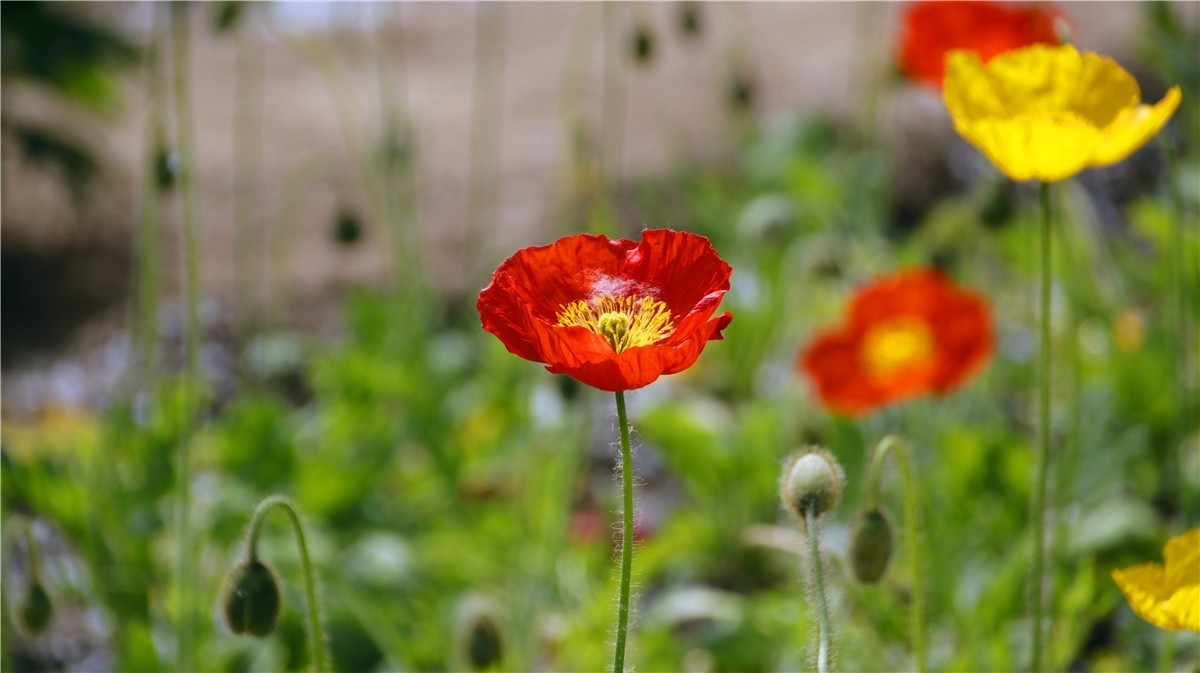 啊~~~啊~~~啊！牡丹~~百花丛中最鲜艳！！！