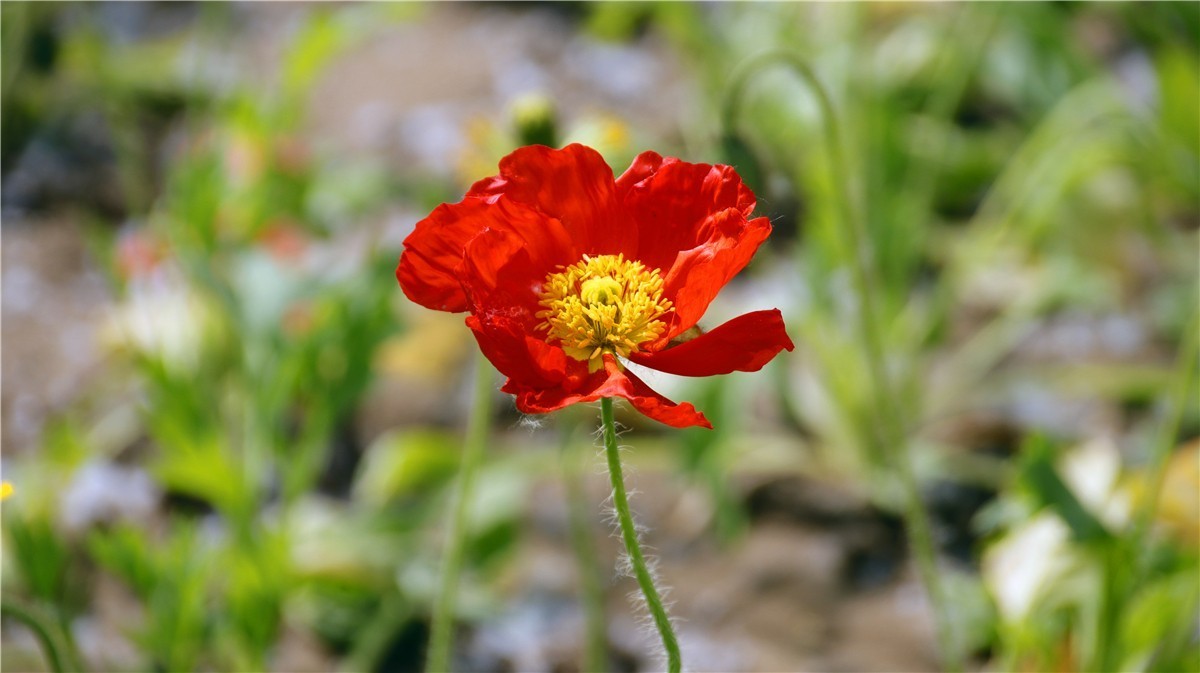 啊~~~啊~~~啊！牡丹~~百花丛中最鲜艳！！！