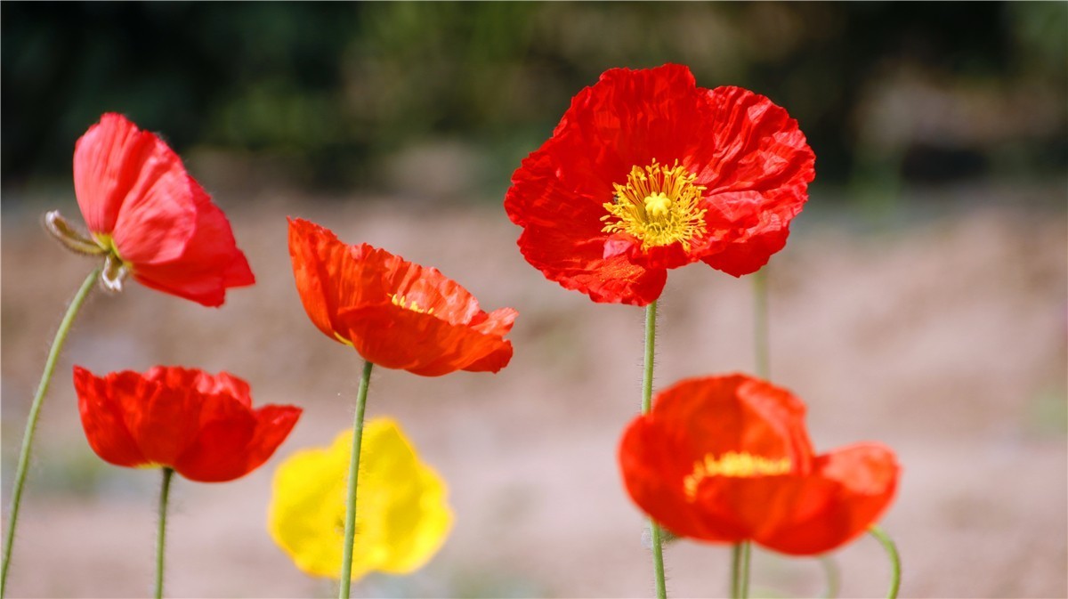 啊~~~啊~~~啊！牡丹~~百花丛中最鲜艳！！！