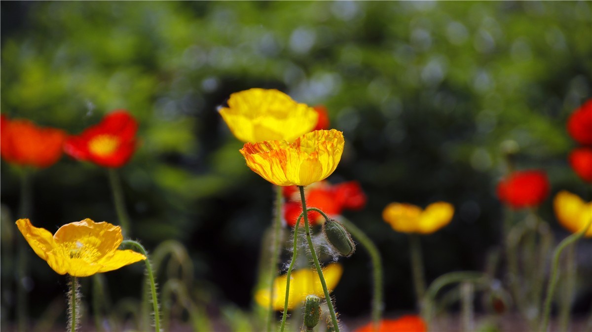 啊~~~啊~~~啊！牡丹~~百花丛中最鲜艳！！！