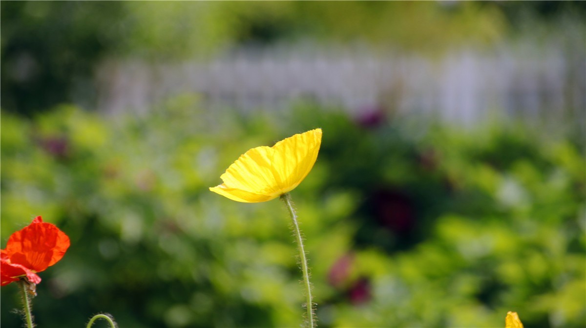 啊~~~啊~~~啊！牡丹~~百花丛中最鲜艳！！！
