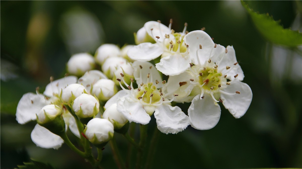 啊~~~啊~~~啊！牡丹~~百花丛中最鲜艳！！！