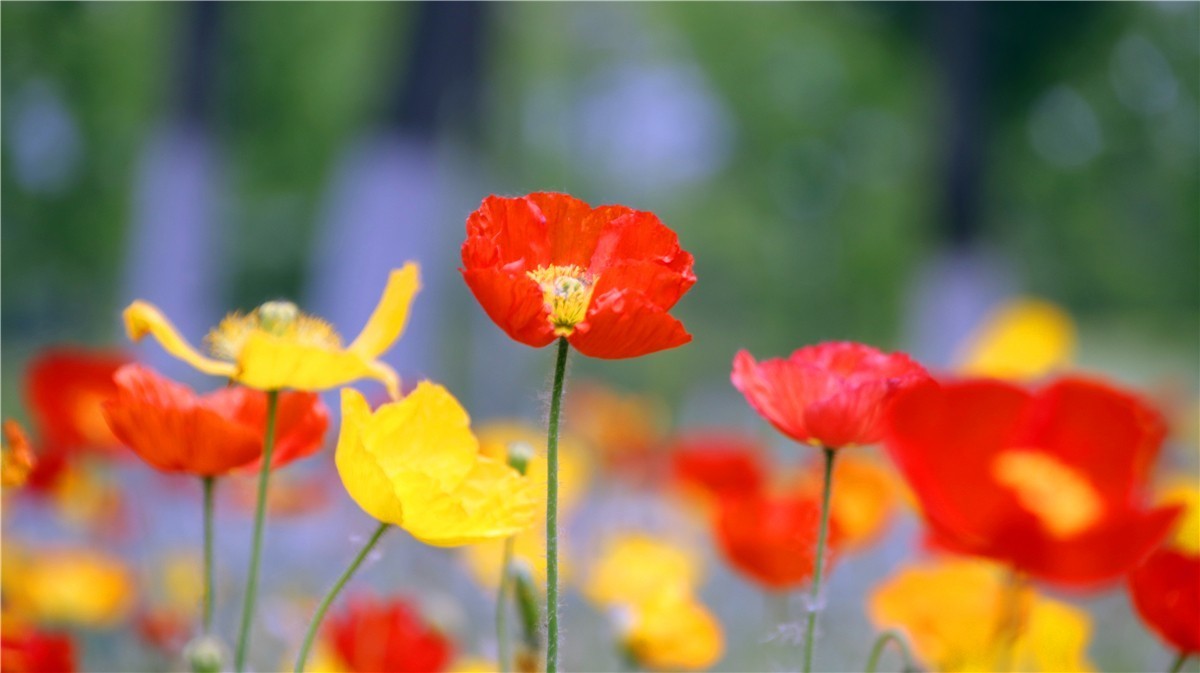啊~~~啊~~~啊！牡丹~~百花丛中最鲜艳！！！