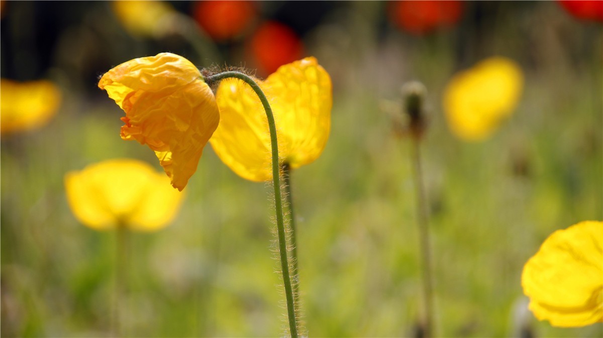 啊~~~啊~~~啊！牡丹~~百花丛中最鲜艳！！！