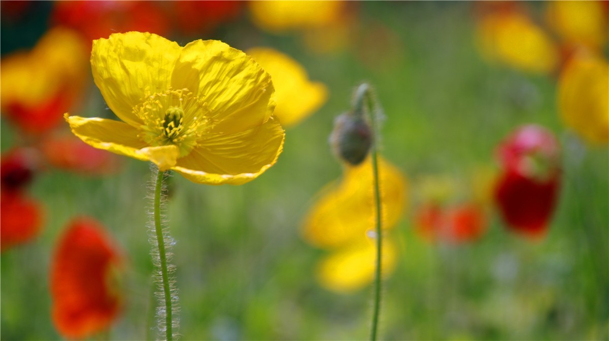 啊~~~啊~~~啊！牡丹~~百花丛中最鲜艳！！！