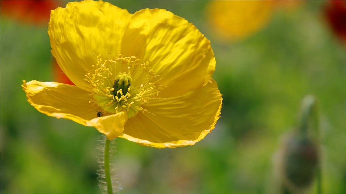 啊~~~啊~~~啊！牡丹~~百花丛中最鲜艳！！！
